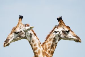 קולגות או מתחרים? איך התפיסה יכולה ליצור את השינוי?