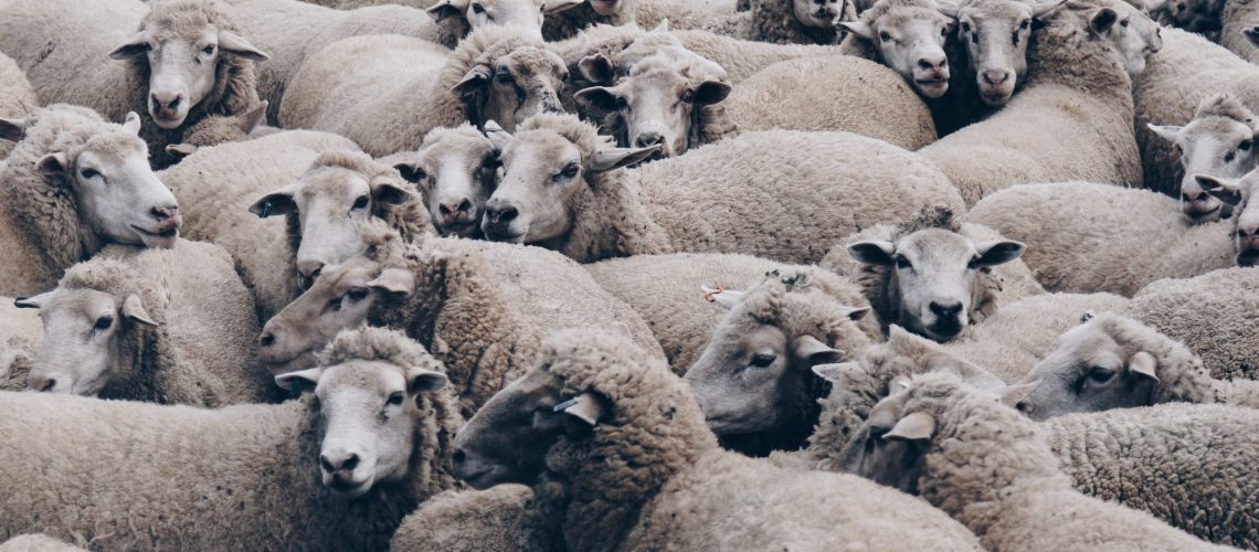 מה הקשר בין כבשים לפתירת בעיות עסקיות? תתפלאו, מתקשר